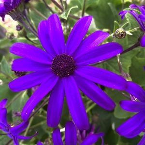 Meet your Posher, Joe